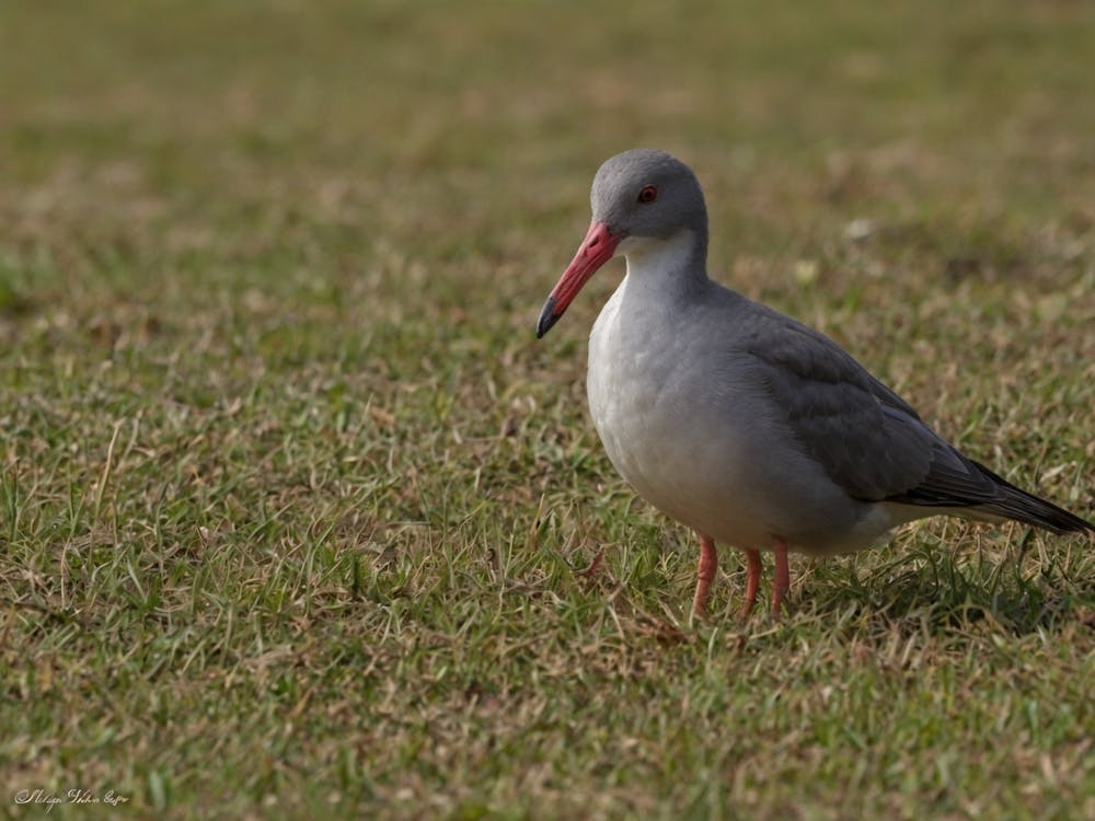 Sandpiper 1