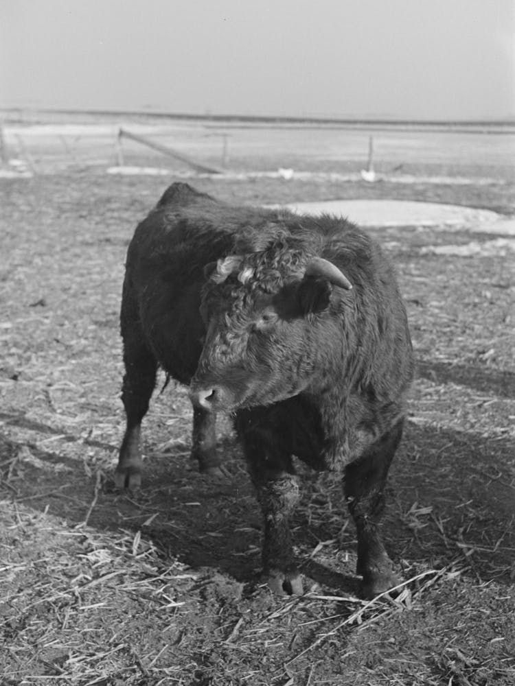 Untitled Photo, Possibly Related To Part Of Shorthorn Cattle Herd Belonging To G H West Near Estherville, Iowa By 1