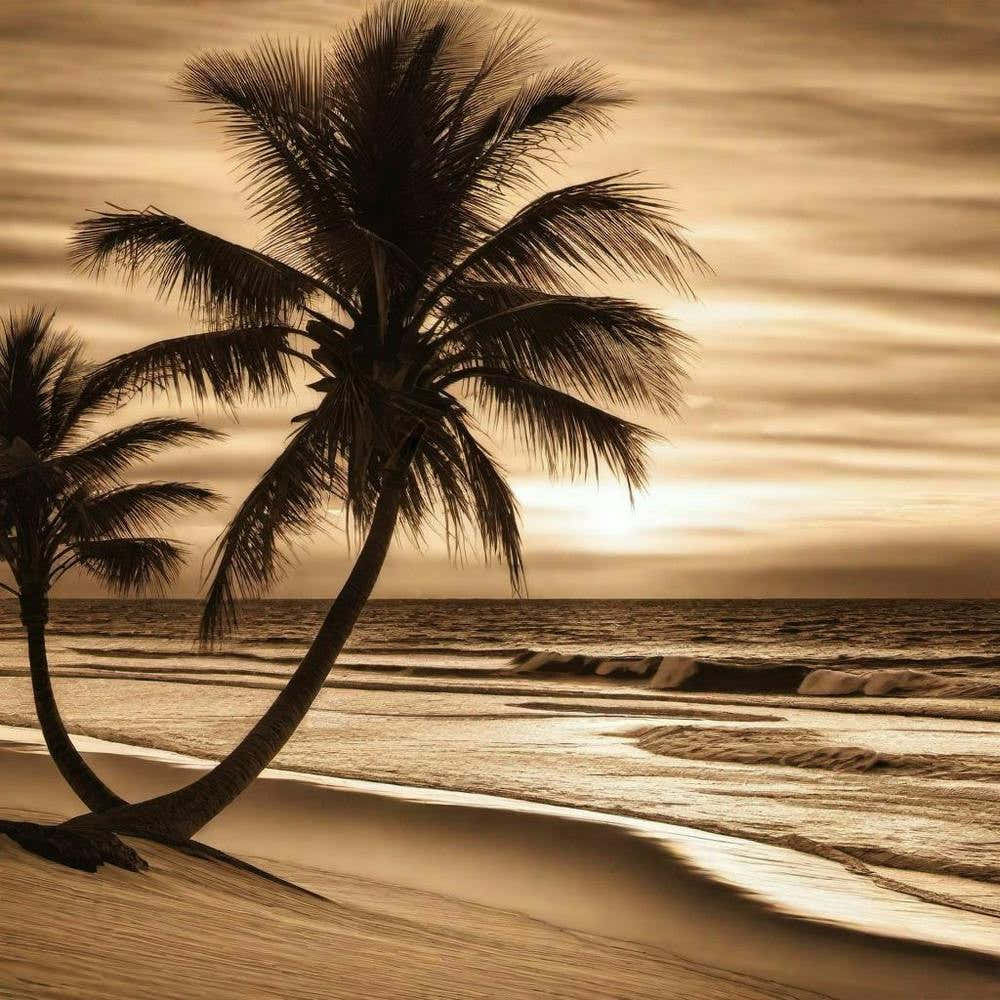 Palm Trees On The Beach By Mike Mcdonald