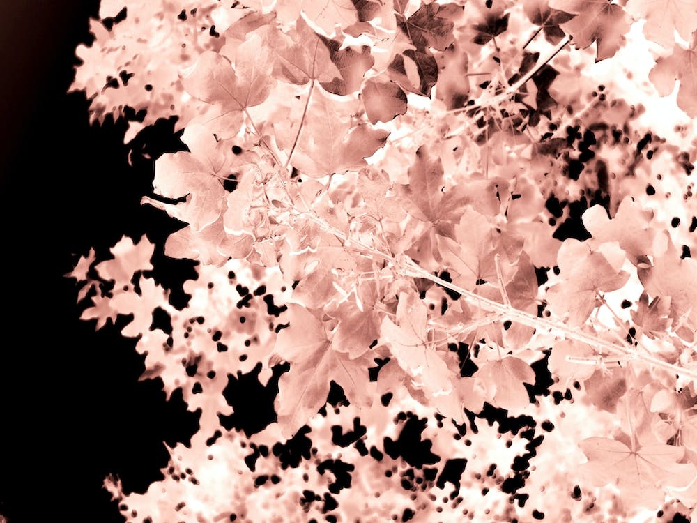 Autumnal Leaves Botanical Abstract