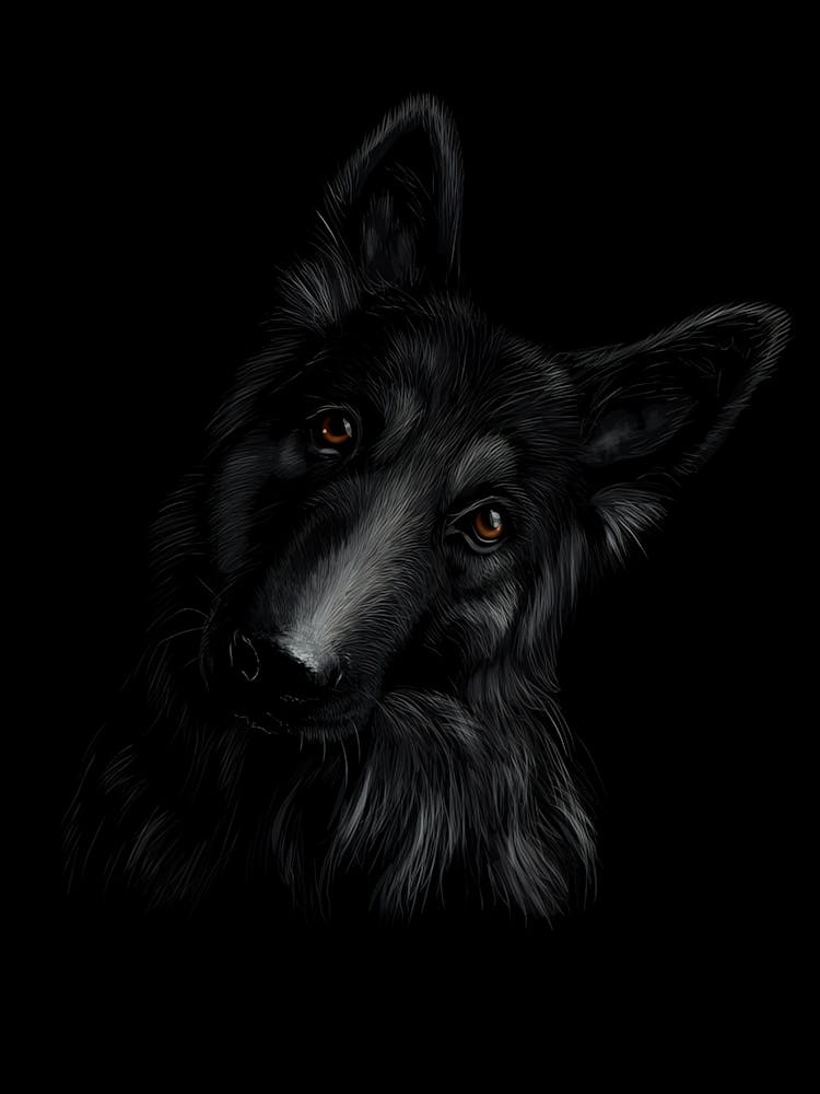 Black German Shepherd