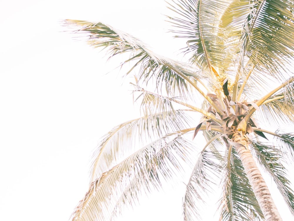 Warm Summer Palm Tree