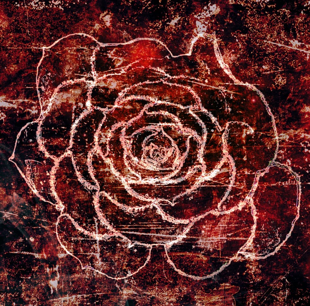 Frosted Rose Original Photography