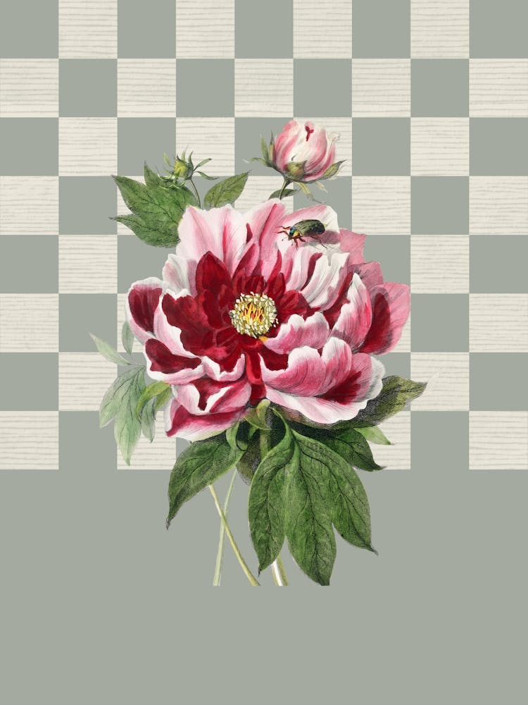 Peony, Retro Botanical in Sage Green and Pink