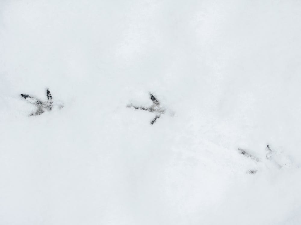 Chicken Foot Prints