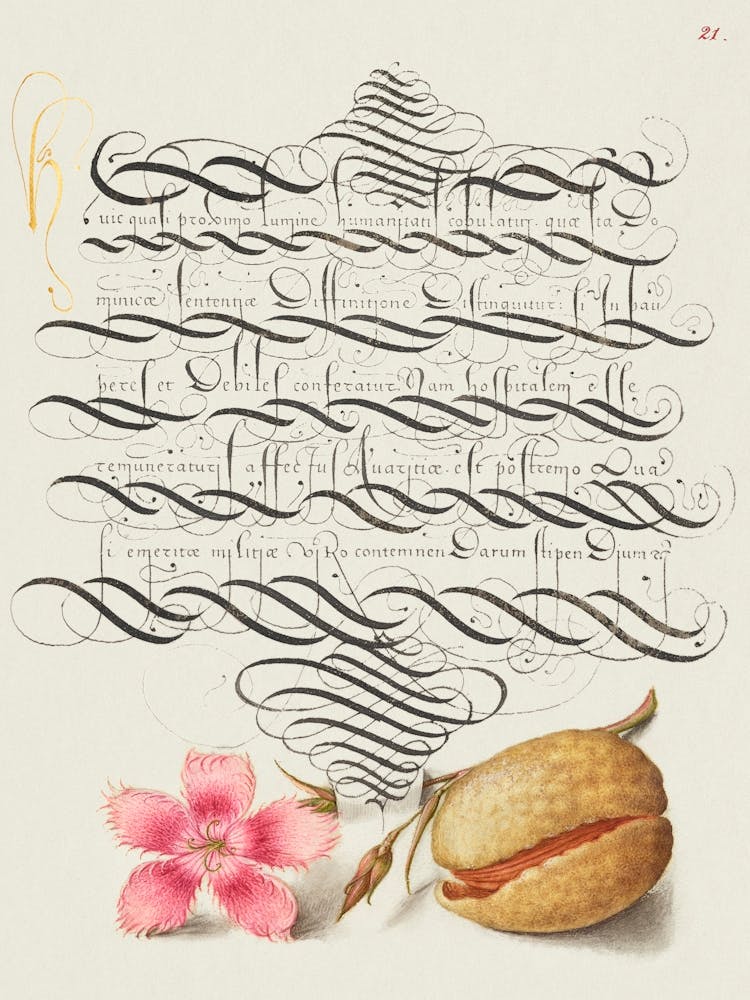 Dianthus And Almond From Mira Calligraphiae Monumenta, Joris Hoefnagel