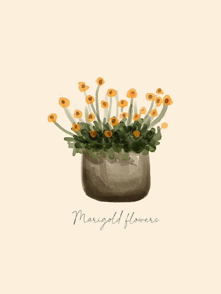 Marigold Flowers