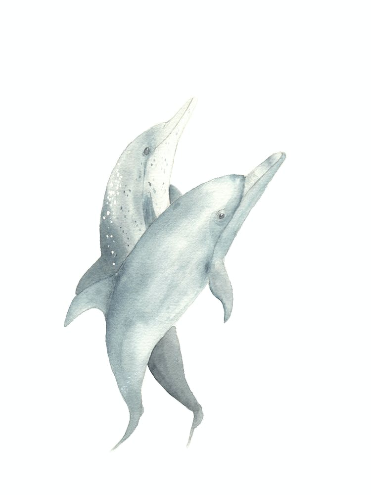 Dolphins