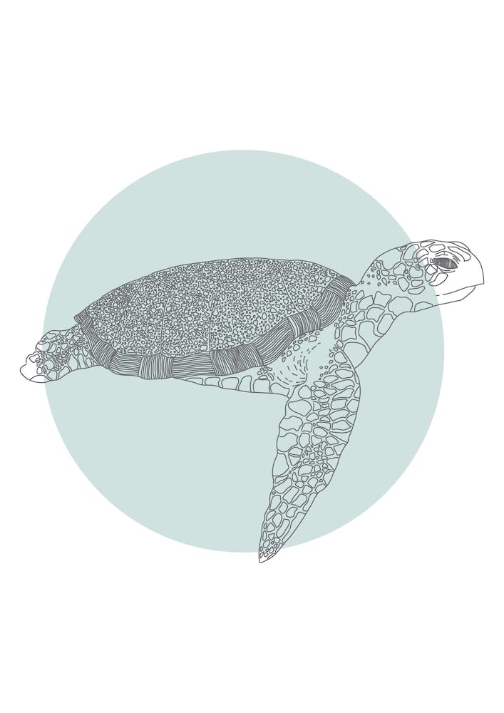 Marine Circle & Turtle