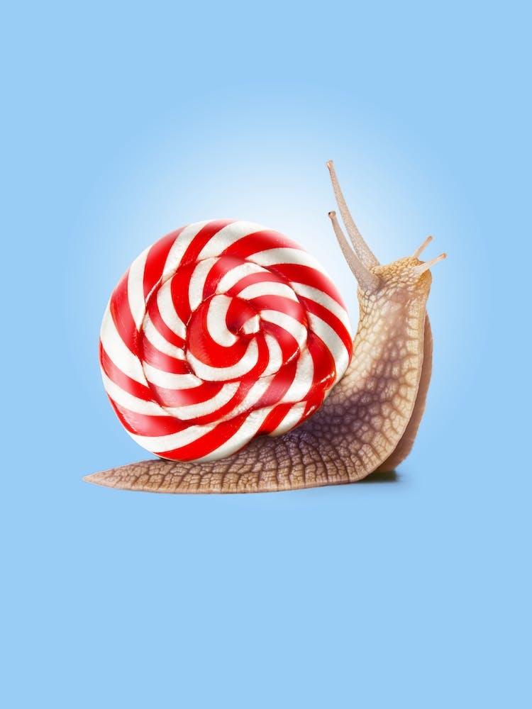 Snail Candy