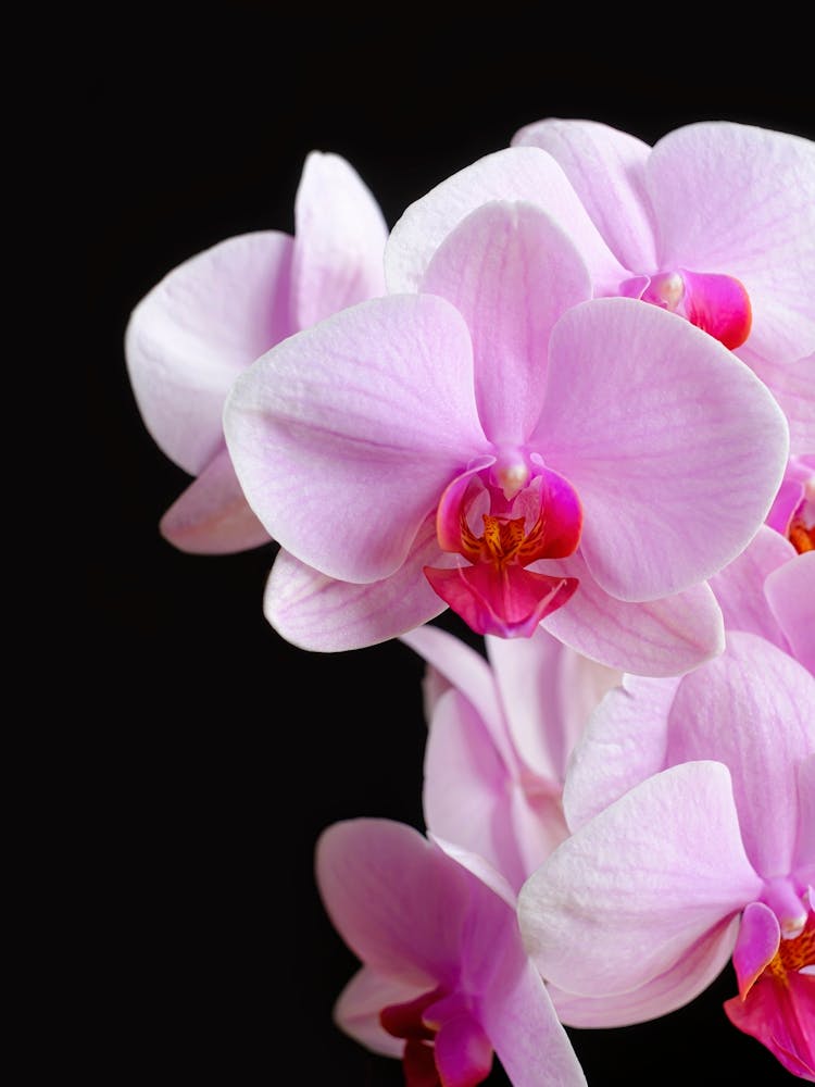 Orchidée en Fleur en Gros Plan // Photographie Nature & Fleurs