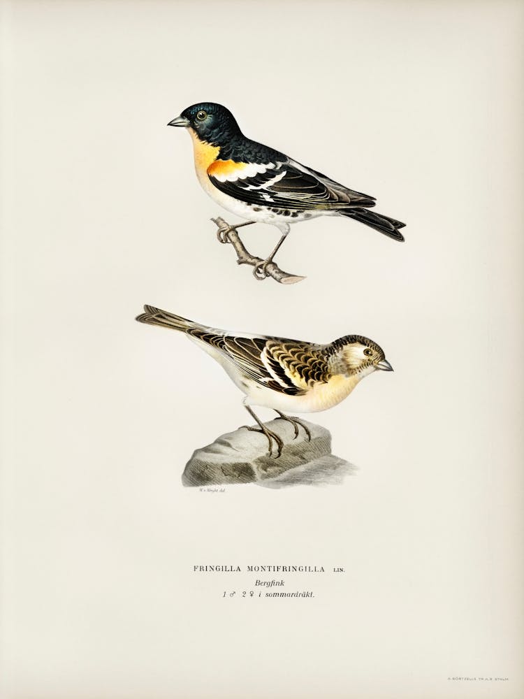 Brambling, The Von Wright Brothers