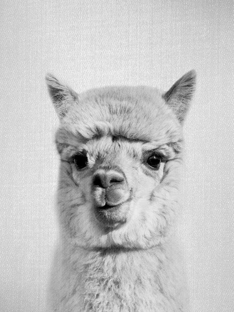 Alpaca   Black & White