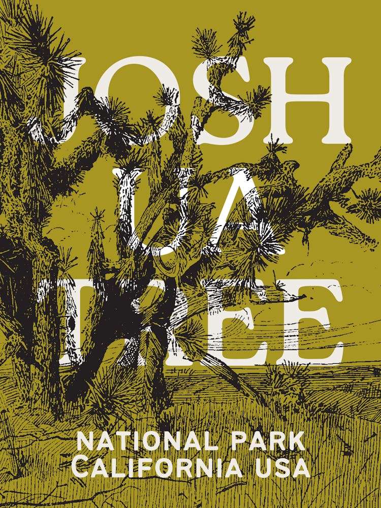 Joshua Tree National Park | California Desert Travel Landscape Scenery 5