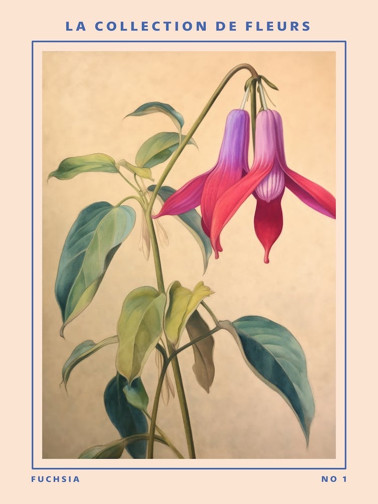 Fuchsia French Flower Botanical Poster