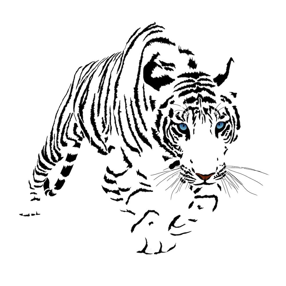 White Bengal Tiger White Series Square