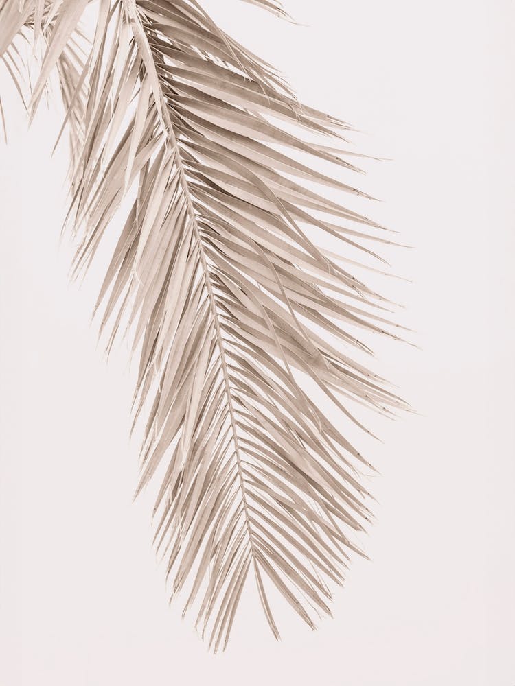 Neutral Palm 2