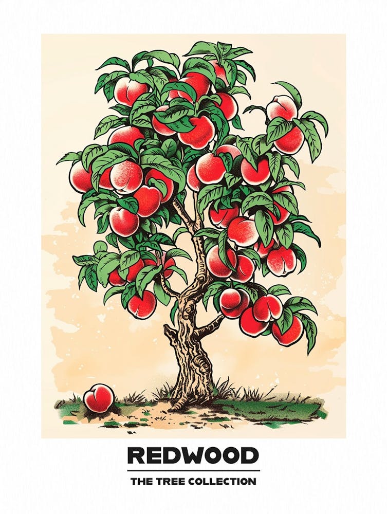 Redwood Tree Storybook Illustration 4 Poster