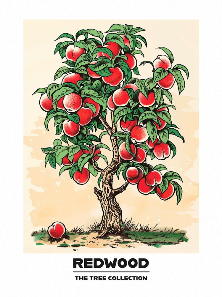 Redwood Tree Storybook Illustration 4 Poster