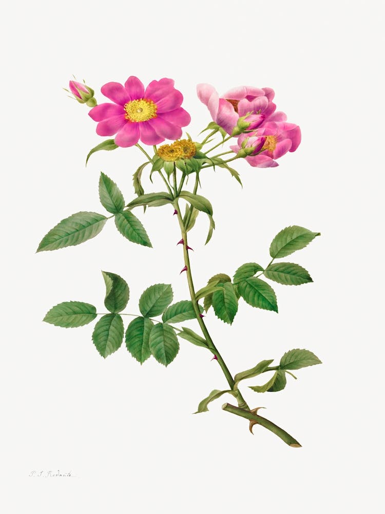 Rosa Collina Monsoniana (1817–1824), Pierre Joseph Redoute
