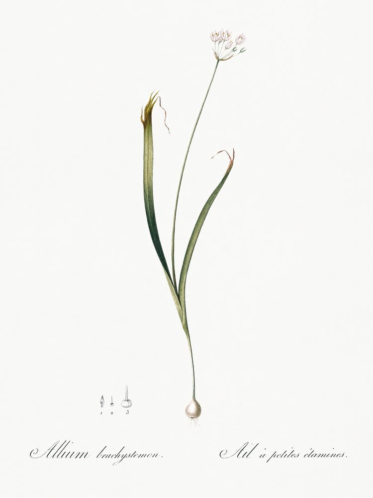 Hairy Garlic Illustration From Les Liliacées (1805), Pierre Joseph Redoute 1