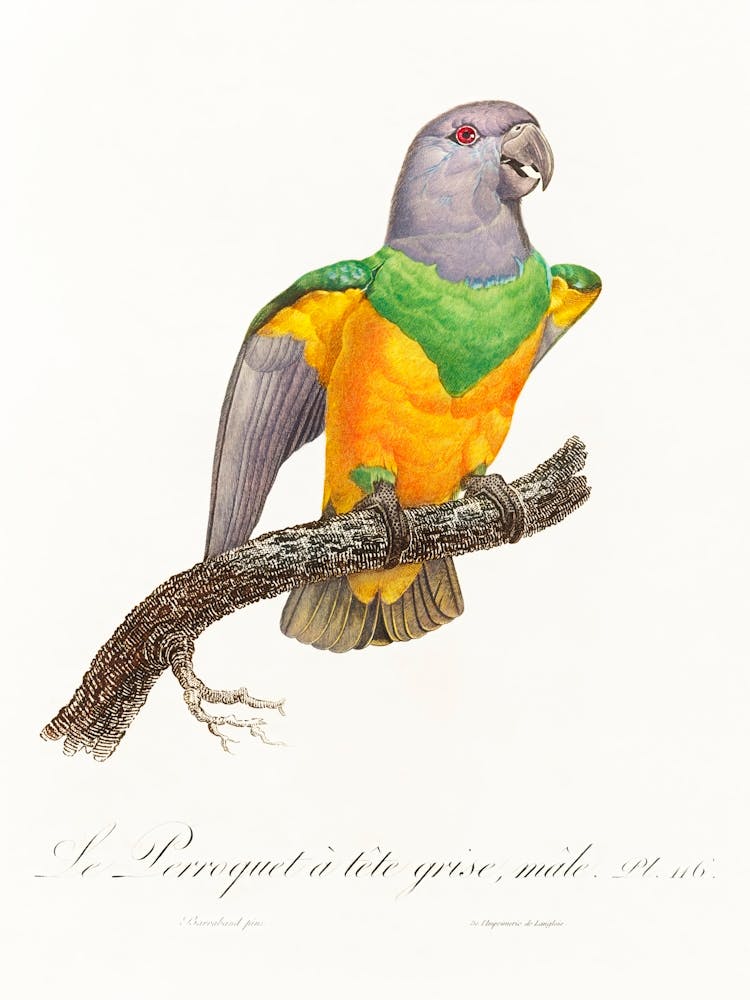 Senegal Parrot From Natural History Of Parrots, Francois Levaillant
