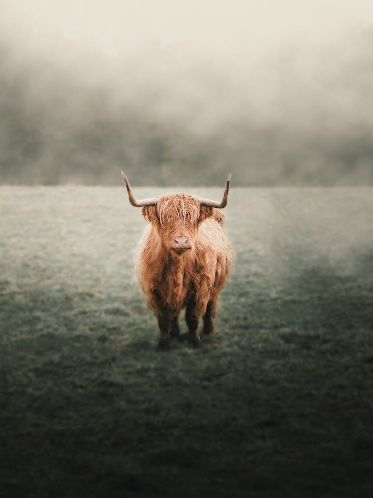 Foggy Highland Cow