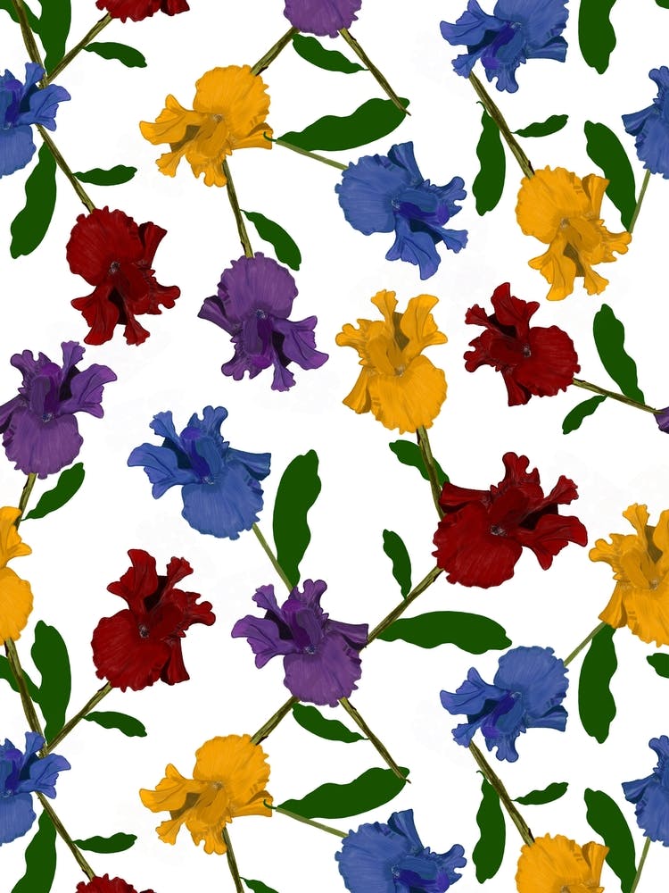 Colorful Iris Flower