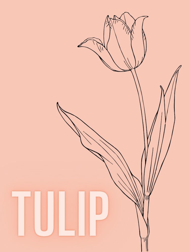 Tulpe 2