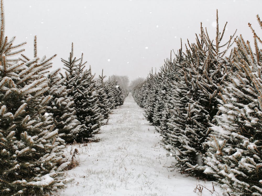 Christmas Tree Farm