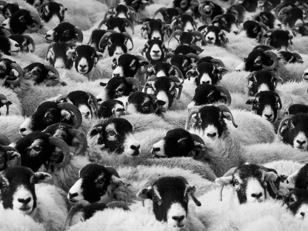 Black And White Herd Of Sheep