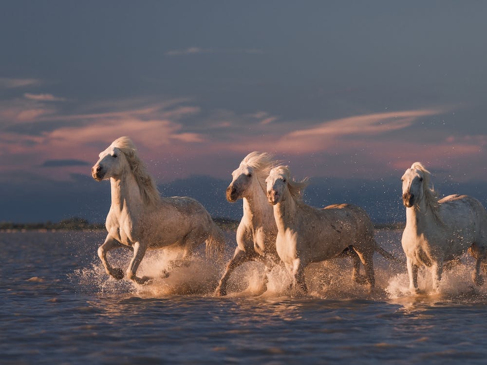 Angels Of Camargue