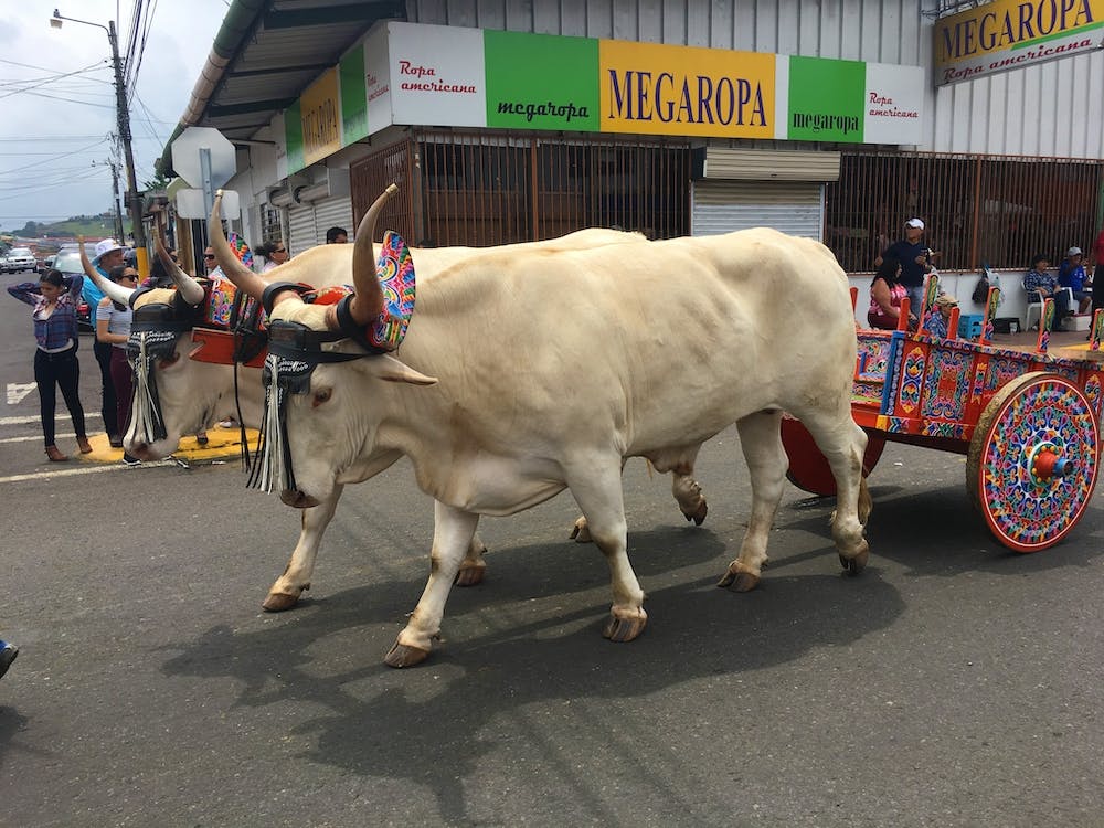 Parade in Costa Rica 1