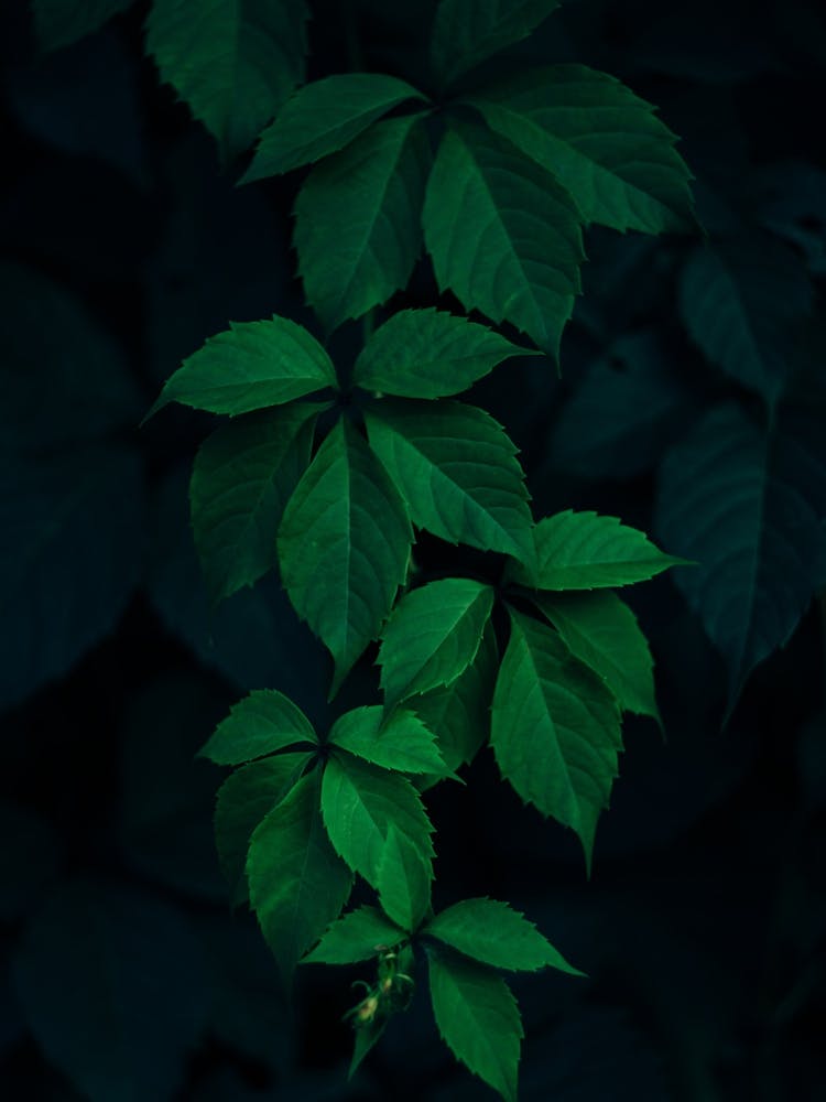 Feuilles Vert Foncé 1