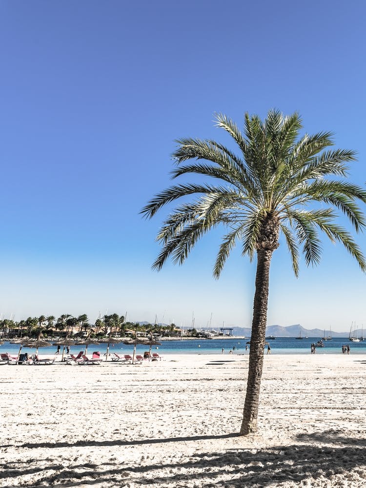 Palm Tree On The Beach