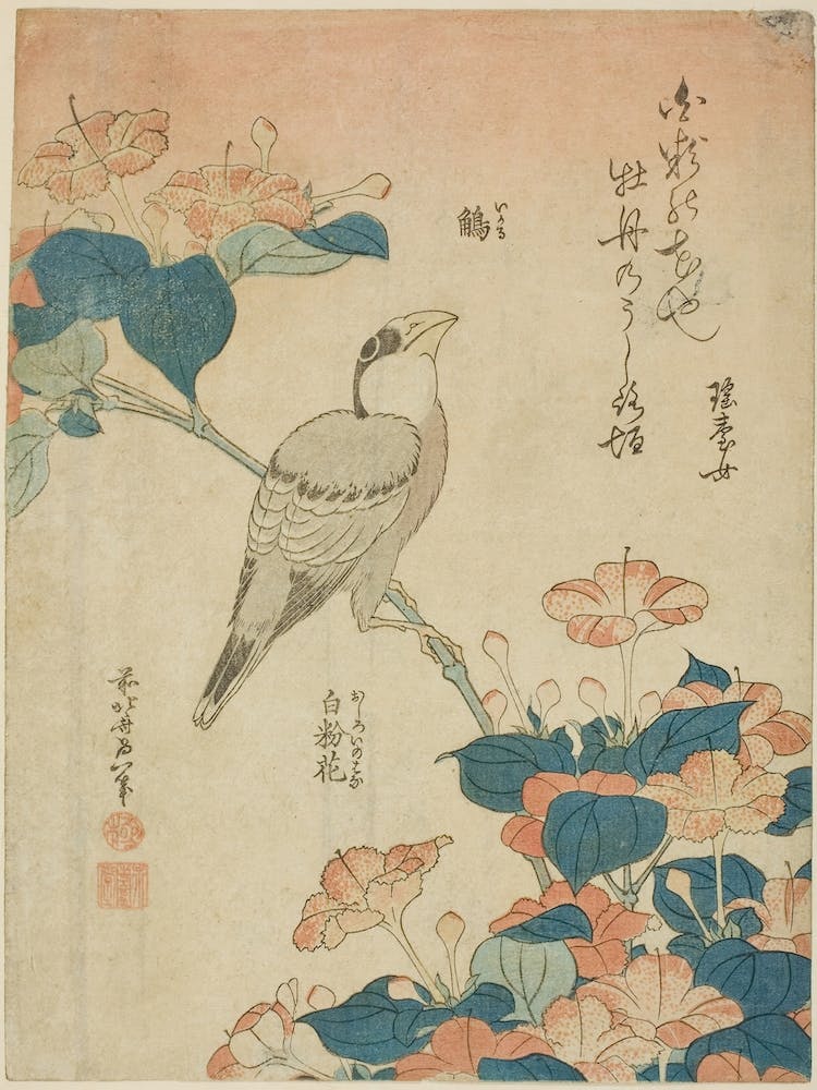 Grosbeak And Mirabilis, Katsushika Hokusai