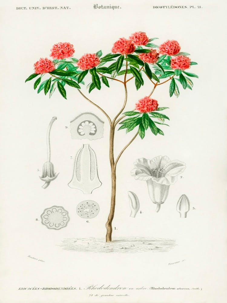 Rhododendron Arboreum, Charles Dessalines D' Orbigny