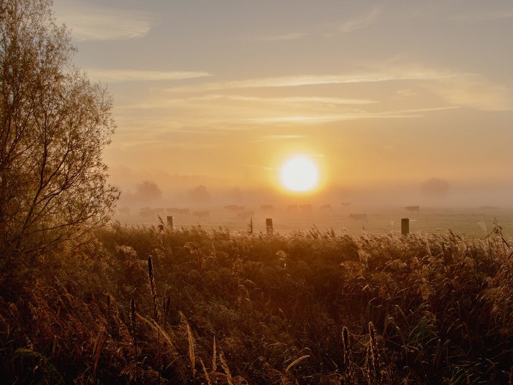 Sunrise between the Cows
