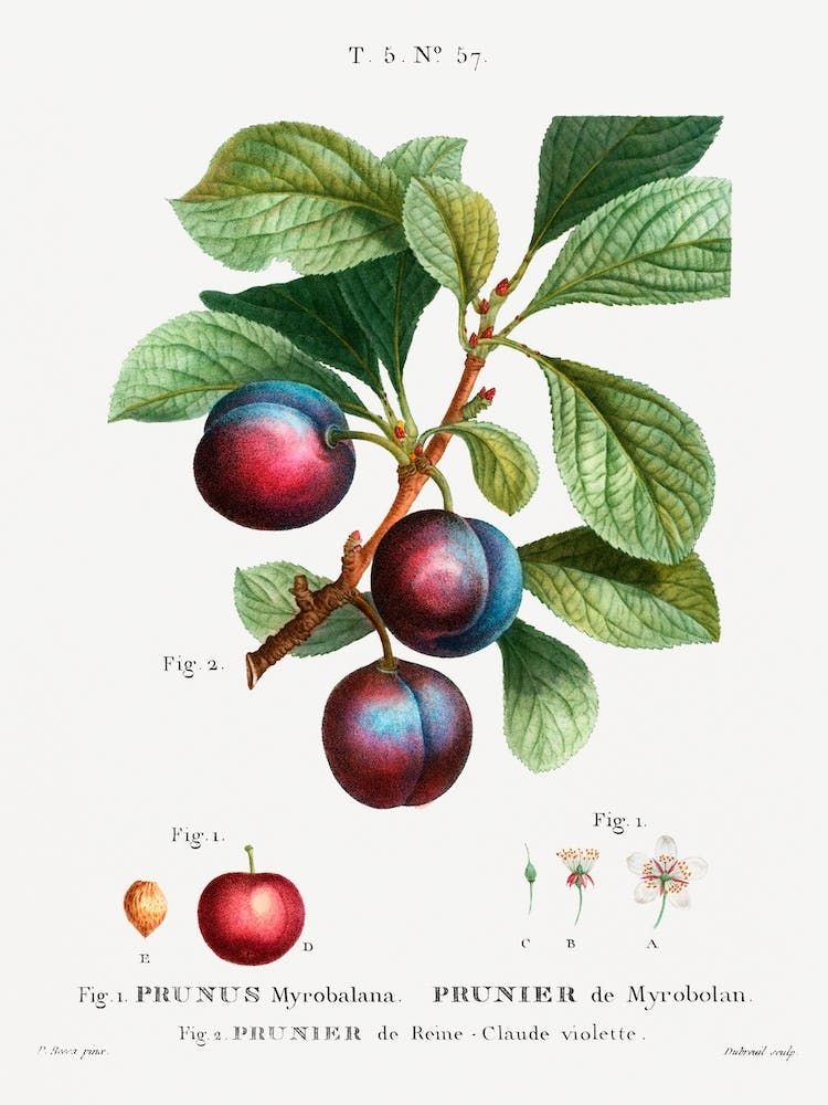 Myrobalan Plum, Pierre Joseph Redoute