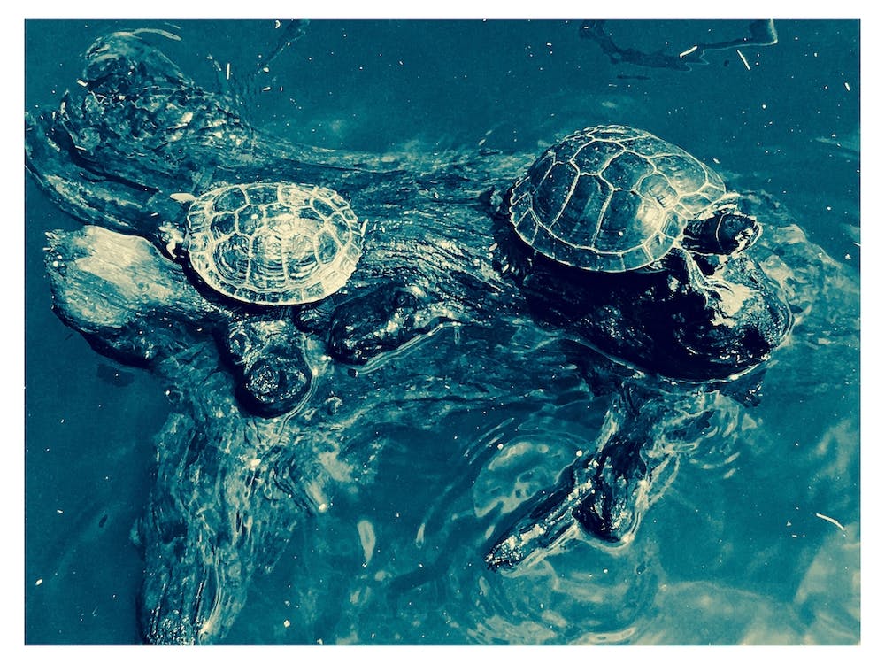 Turtles
