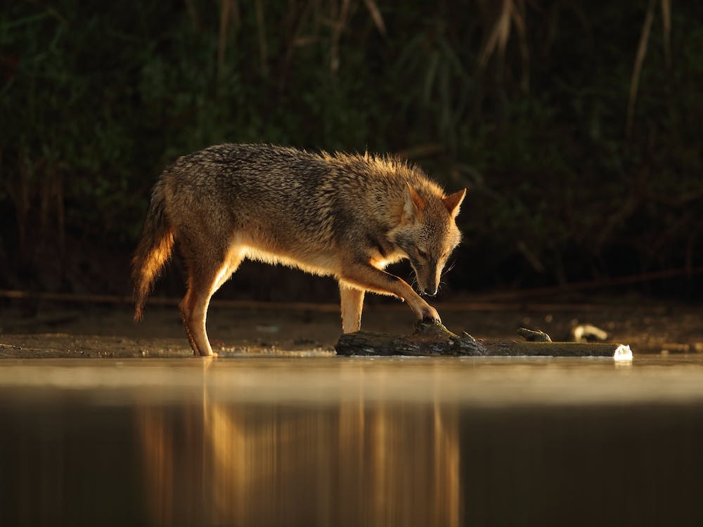 Jackal Morning Play
