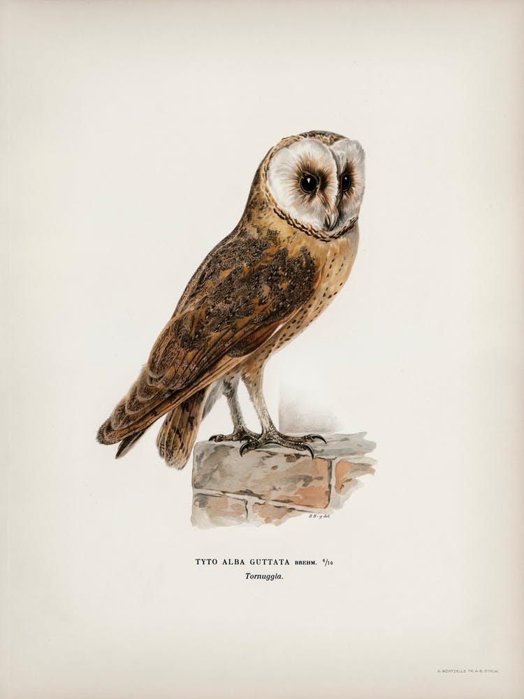 Tyto Alba Guttata Owl, The Von Wright Brothers