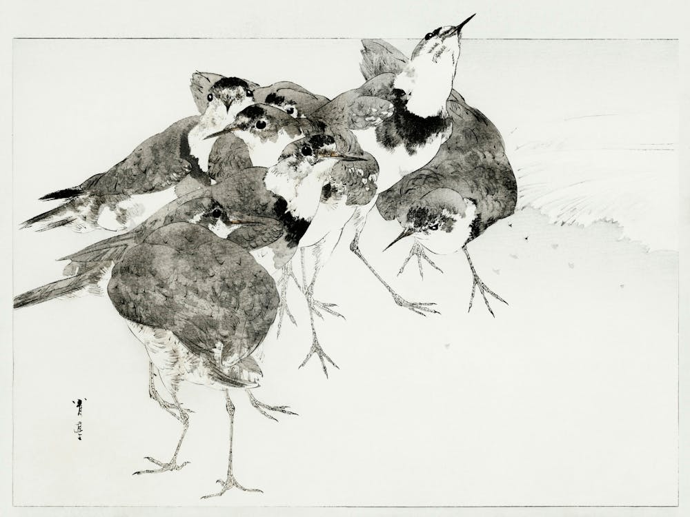 Little Ringed Plover, Illustration From Bijutsu Sekai (1893 1896), Watanabe Seitei