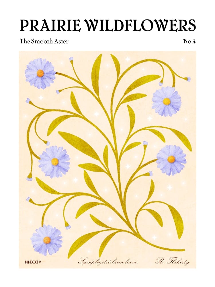 Prairie Wildflowers The Smooth Aster