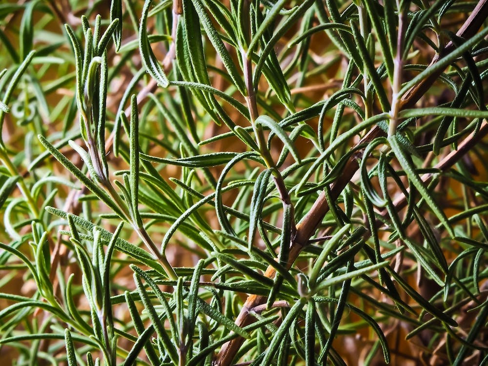 Rosemary