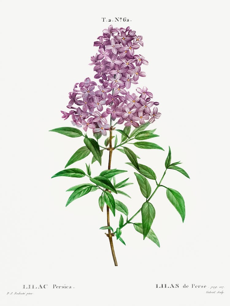 Persian Lilac, Pierre Joseph Redoute