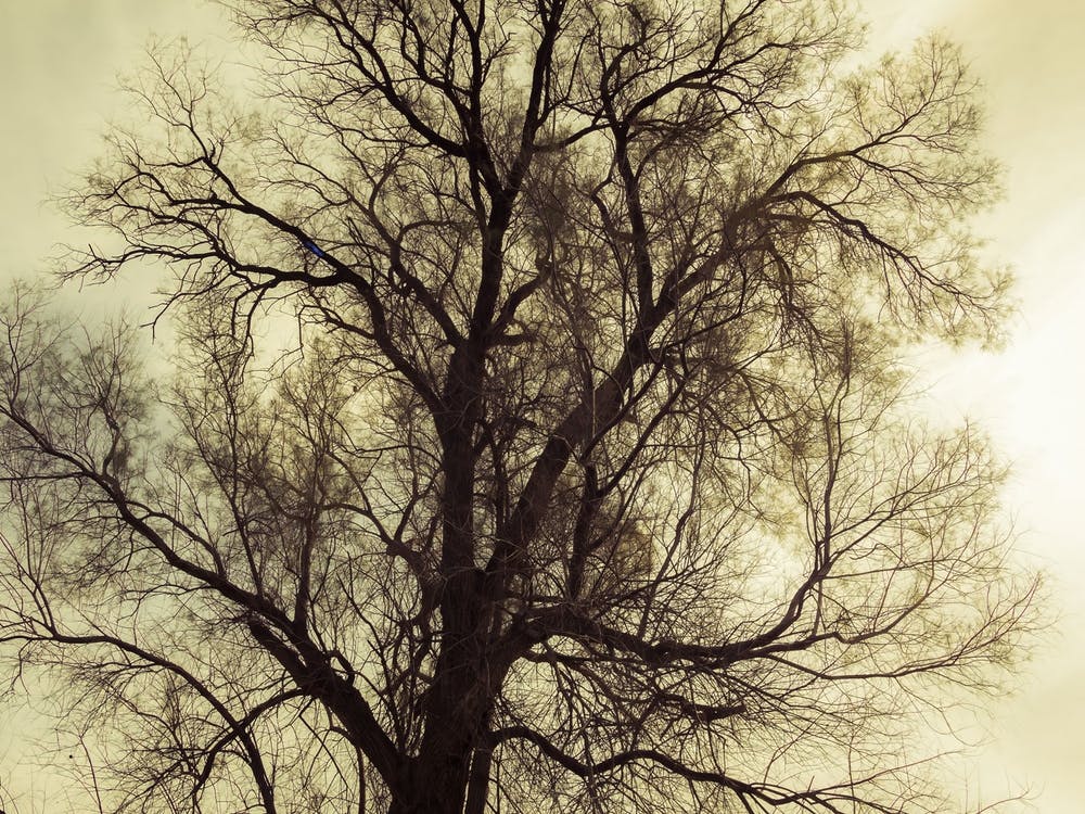 Silhouette Of Bare Tree Yellow Tone 2