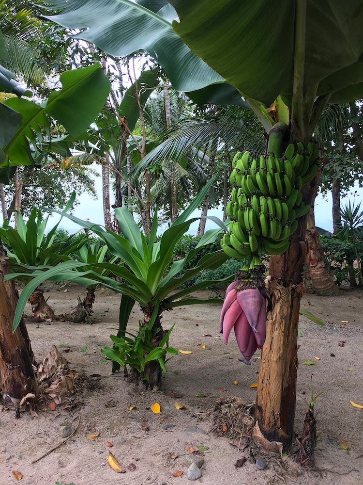 Banana Tree on Beach in Puerto Viejo, Costa Rica