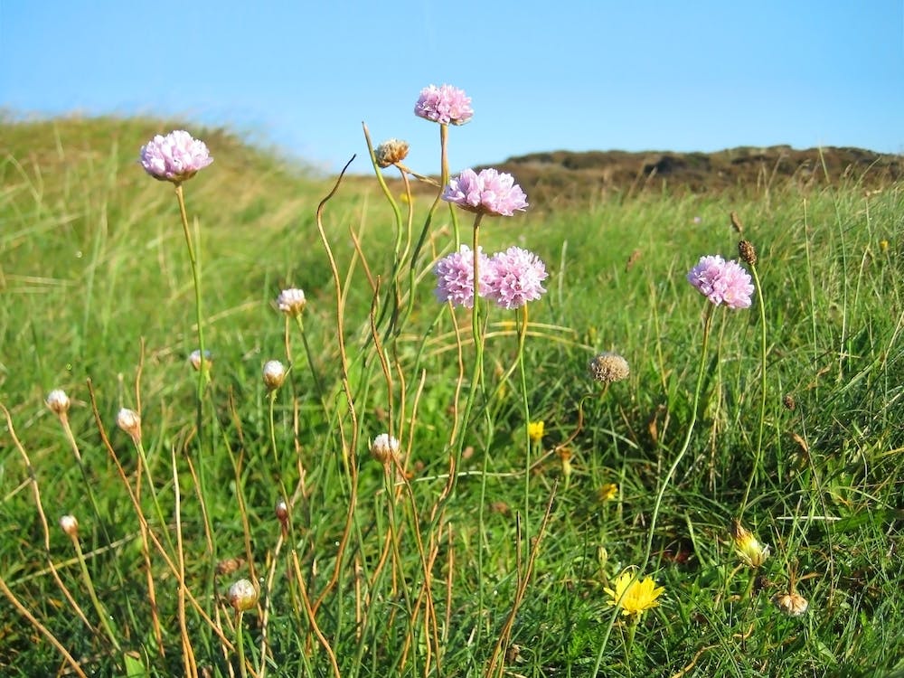 Wildflowers