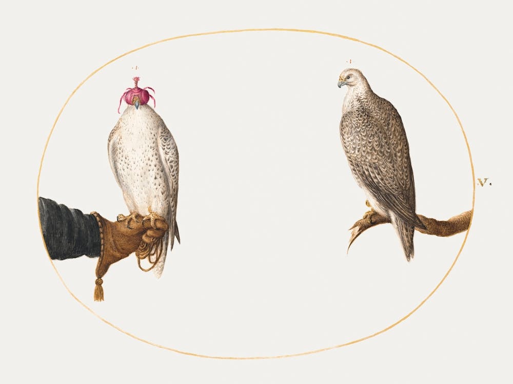 Hooded Falcon And Its Wild Counterpart (1575–1580), Joris Hoefnagel